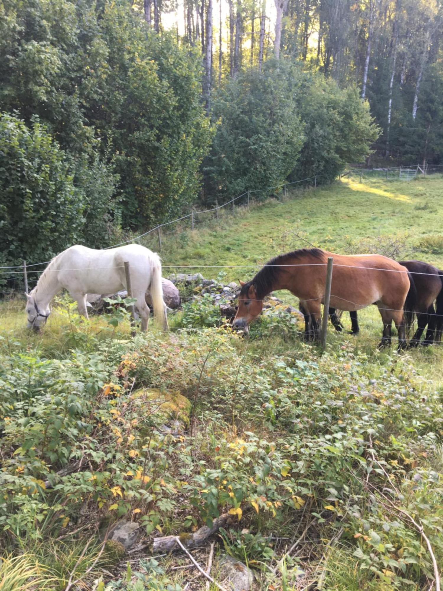 Henneviken Bnb Ed Zewnętrze zdjęcie
